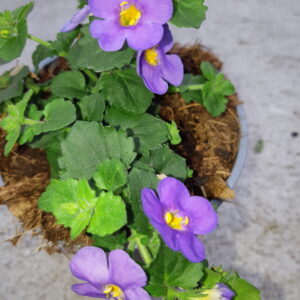 Bacopa Hangend - Paars