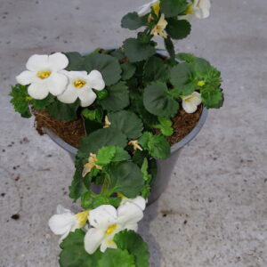 Bacopa Hangend - Wit